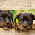 Cani da adottare Come evitare di scegliere la razza sbagliata