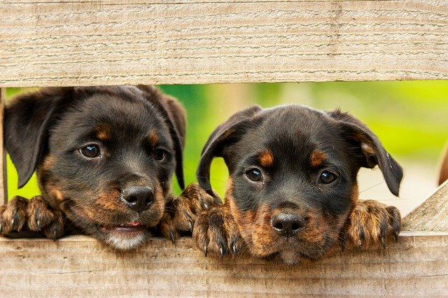 Cani da adottare: Come evitare di scegliere la razza sbagliata