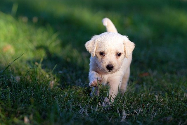 Cani da adottare: una scelta consapevole, a chi rivolgersi