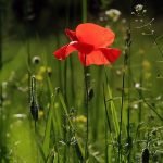 Metodi di irrigazione del giardino