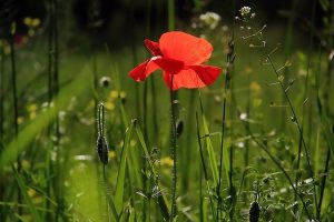 Metodi di irrigazione del giardino