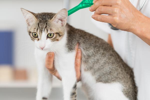 Gatti: mai senza antiparassitari!