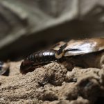 Qual è il miglior periodo per la disinfestazione delle blatte in casa