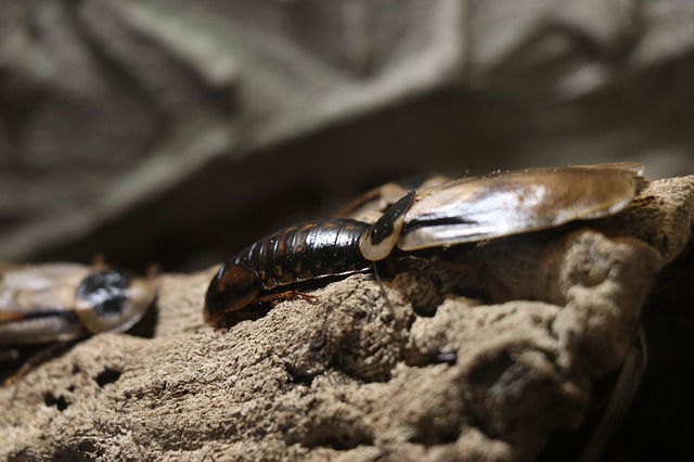 Qual è il miglior periodo per la disinfestazione delle blatte in casa