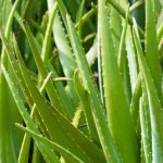 Per salute e benessere ecco il prezzo dell'Aloe Arborescens