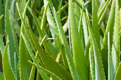 Per salute e benessere ecco il prezzo dell'Aloe Arborescens