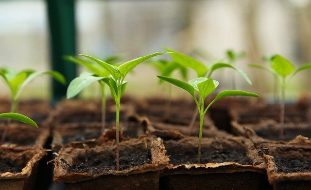Blog di giardinaggio: come ottimizzarlo al meglio con link building e SEO