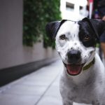 Parassiti intestinali nel cane: conoscerli per prevenirli