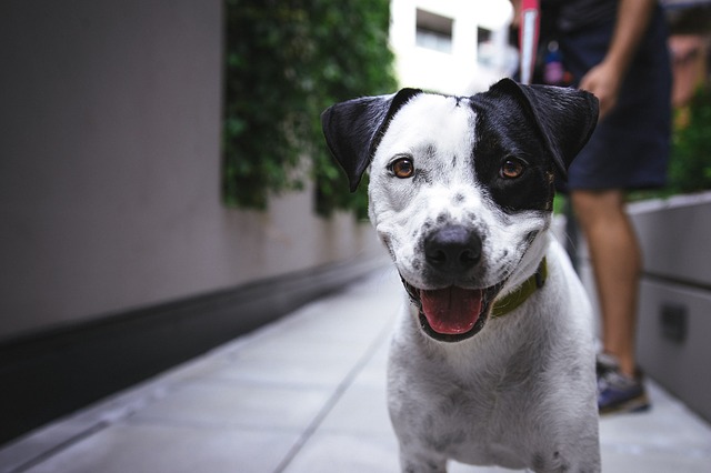 Parassiti intestinali nel cane: conoscerli per prevenirli