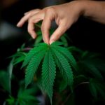 Cannabis autofiorente: sette dritte per un raccolto di successo