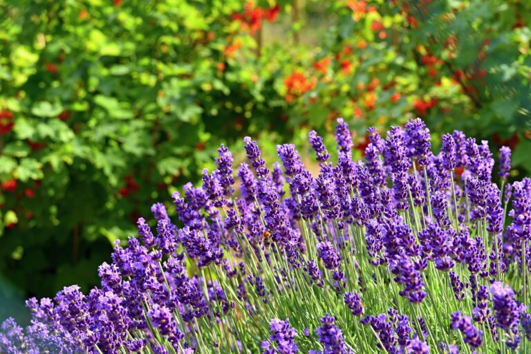 Come tenere lontane le zanzare con rimedi naturali