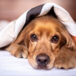 Perché il mio cane vomita? Scopri le cause e i rimedi