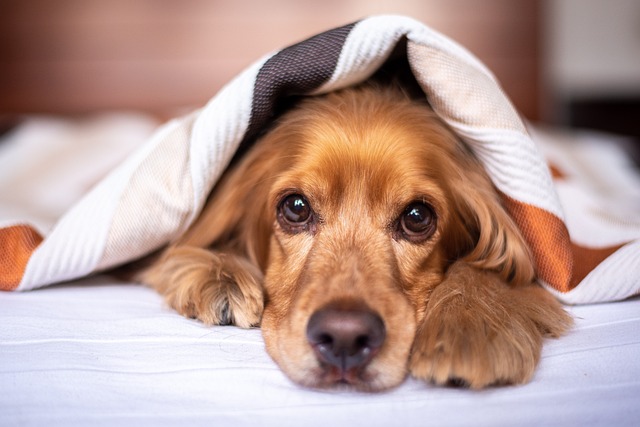 Perché il mio cane vomita? Scopri le cause e i rimedi