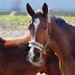 Pensione per cavalli: come scegliere quella giusta