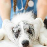 Affrontare l'Artrosi nel Tuo Cane Sintomi e Strategie di Gestione