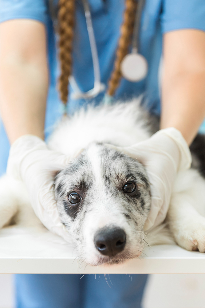 Affrontare l’Artrosi nel Tuo Cane: Sintomi e Strategie di Gestione