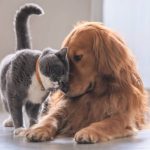 Cani e gatti: a cosa servono gli antiparassitari