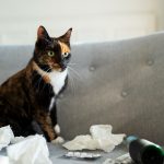Comprensione e Gestione del Vomito nei Gatti: Cause e Cura