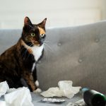 Comprensione e Gestione del Vomito nei Gatti Cause e Cura