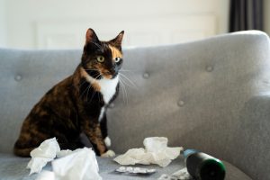 Comprensione e Gestione del Vomito nei Gatti: Cause e Cura