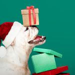 Natale con il tuo pet: i regali più amati da cani e gatti