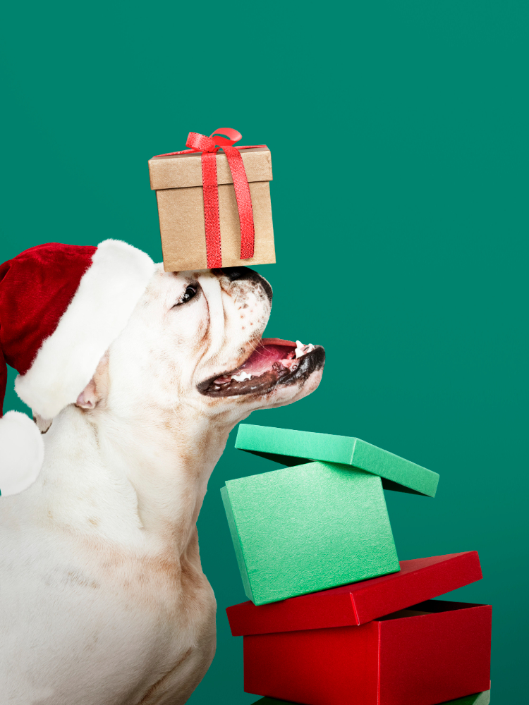 Natale con il tuo pet: i regali più amati da cani e gatti