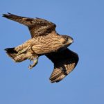 Servizio di falconeria, un metodo ecologico ed efficace per l’allontanamento dei volatili