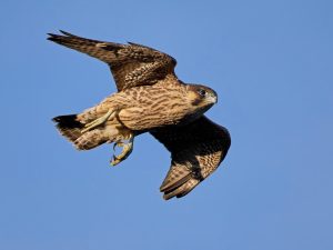 Servizio di falconeria, un metodo ecologico ed efficace per l’allontanamento dei volatili